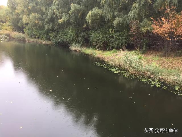 黄金鲫鱼的优势:冬天野钓鲫鱼如何选择钓位？