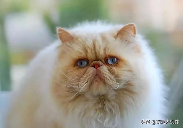 短腿猫的基因缺陷:蓝猫短腿为什么比长腿贵？