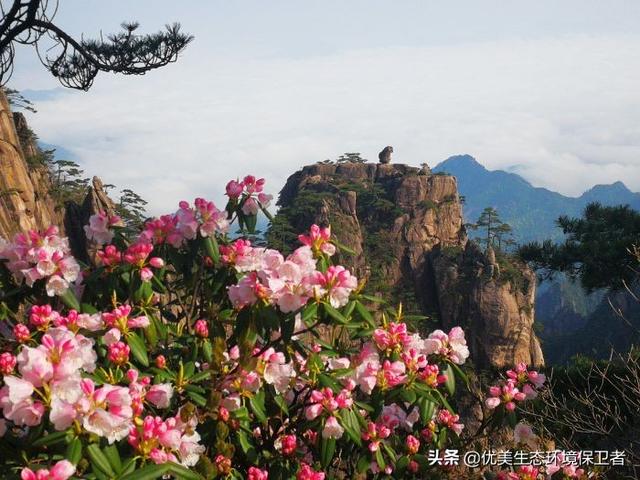 安徽动物学会:安徽黄山发现两个哺乳类新物种，麝鼩属物种有啥特性？