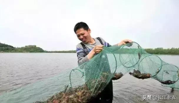 杂色剑尾鱼繁殖过程:龙虾塘里有杂色鱼是哪里来的？