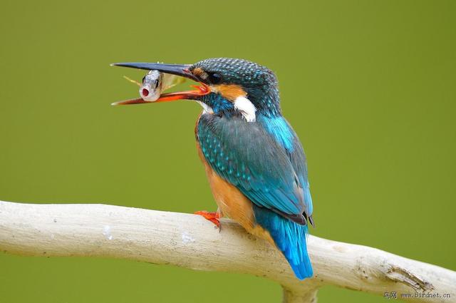 如何对付生气的12星座？