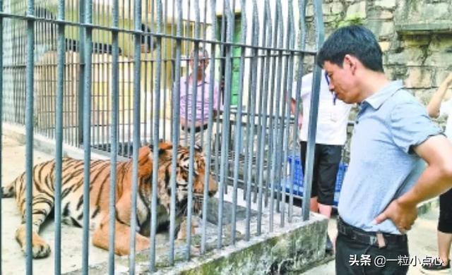 熊猫多少钱:大熊猫每天吃的食物和老虎每天吃的食物，要花费多少钱？