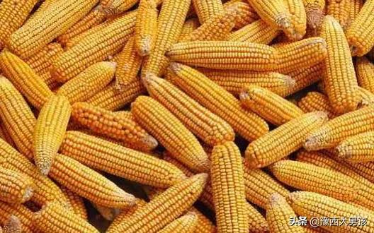 适合黑龙江省鸡东县的玉米种子有哪些？