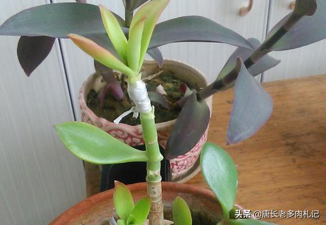燕子掌图片:多肉植物燕子掌有毒吗？放在室内或者卧室是否合适呢？
