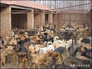 超大型犬杂交研究所:养500条肉狗要投资多少钱？ 中国细犬杂交犬