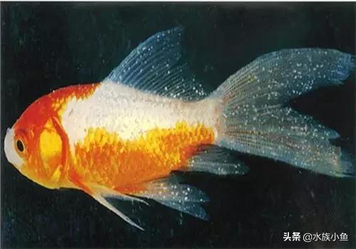金鱼身上长白点用什么药:养所有金鱼，如果鱼身体上长白色点，怎么办？如何去判断白点？