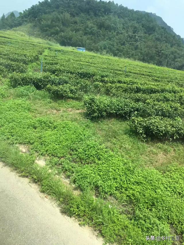 宠物安全隐患:如果你的宠物有身体缺陷，你还会爱它如初吗？