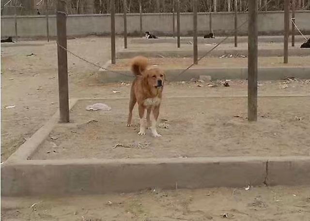 你见过最大的中华田园犬有多大？