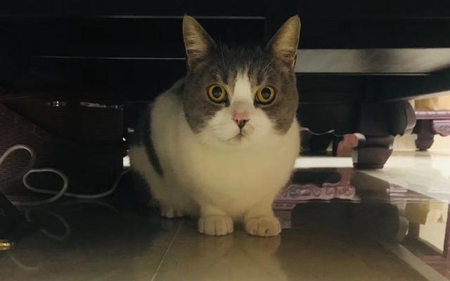 宠物小猫咪:小猫咪不出门可以不打猫三联么？