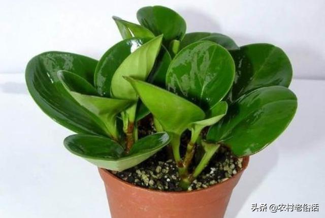 青叶碧玉开花吗:青叶碧玉开花是什么样子 八月份碧玉能换盆么？有何利弊？