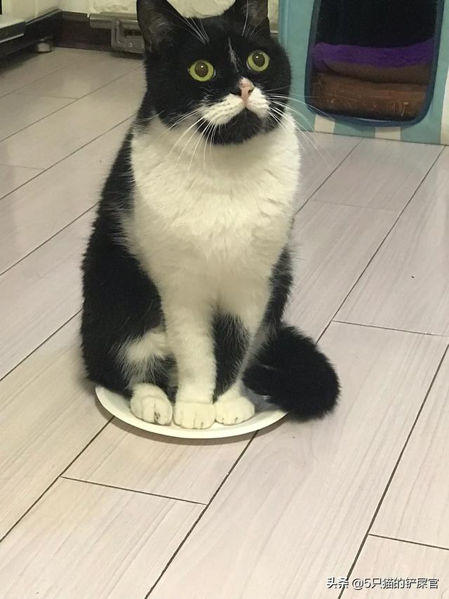 花9500买了一只布偶,还没一个月得了猫传腹,猫舍有责任吗？