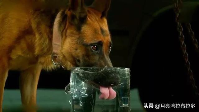 狗狗喝热水会导致咽喉损伤吗，狗狗喝水时，有哪些禁忌不能犯呢