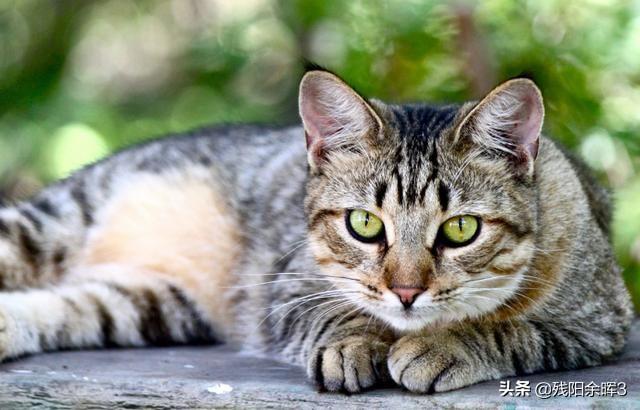 自从家里有过猫咪,老鼠就再没见踪影,最后只麻猫才养成了;一只小麻猫
