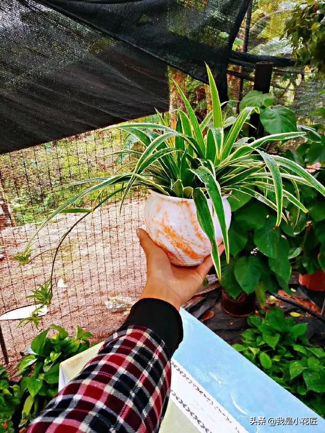 小型观花植物:室内观花植物 丽格海棠深受人们喜欢，要如何去栽培管理呢？