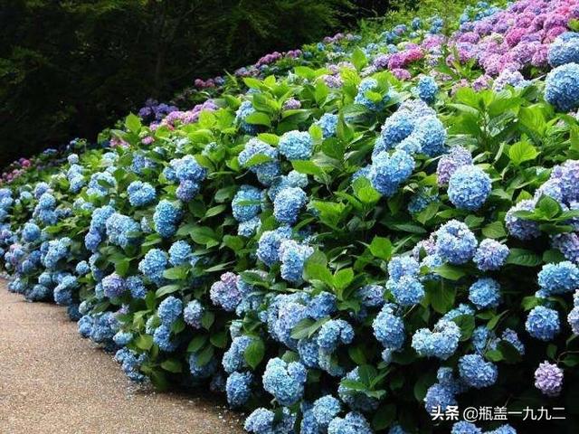 木绣球 八仙花:八仙花倒盆后怎么就蔫了？
