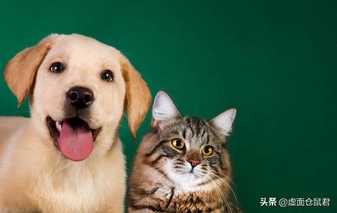猫狗宠物知识问答:求问猫更好养还是狗更好养呢？
