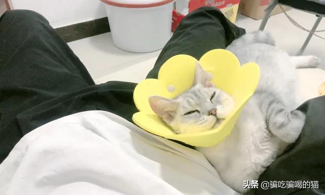 猫咪:你家猫有哪些奇特的睡姿，你家猫平时怎么睡觉的？