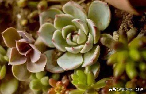 关于厚脸皮的养殖方法:有什么适合在宿舍养的廉价、美观又耐旱的植物？