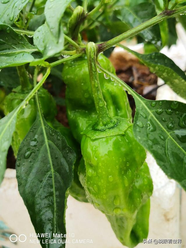 公司转账给私人账户金额较大，私人账户要交税吗？为什么？插图