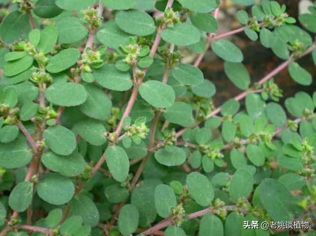 头条问答 卧蛋草的功效与作用 可以直接吃吗 老姚谈植物的回答 0赞