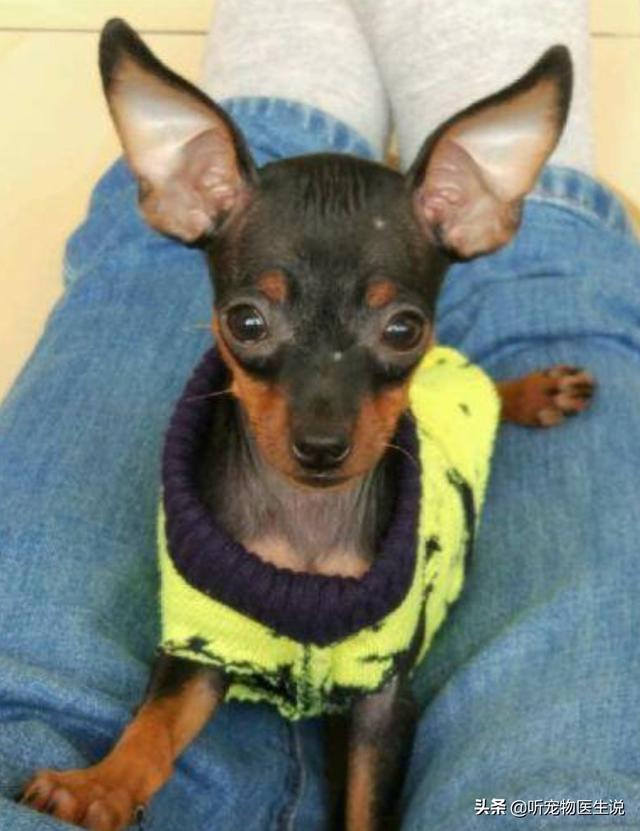 鹿犬:小鹿犬的腿打哆嗦，是怎么回事？是缺钙吗？ 鹿犬千万别养