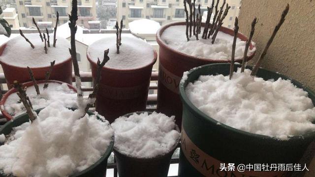 北方露台适合种哪些植物？