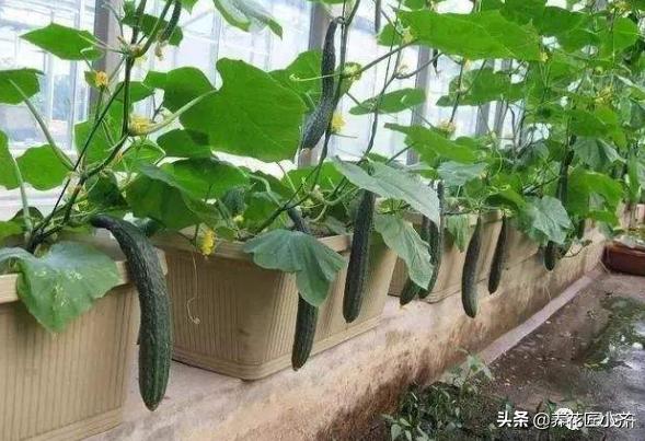 绝育黄瓜会开花吗:黄瓜播种是有性生殖吗 刚栽几天的小黄瓜苗竟然结果了，什么原因？是不是该去掉？