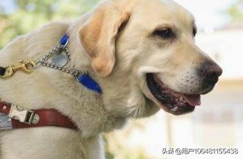 安徽拉布拉多犬的价格:拉布拉多犬价格拉布拉多犬多少钱？