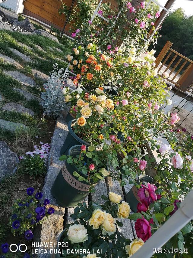 月季花的栽培与繁殖:月季花在枝条上用土怎么生根？