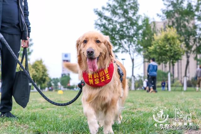 伊萨狗粮有诱食剂吗:宠主们都用过哪些狗粮，效果怎么样？ 伊萨狗粮好吗