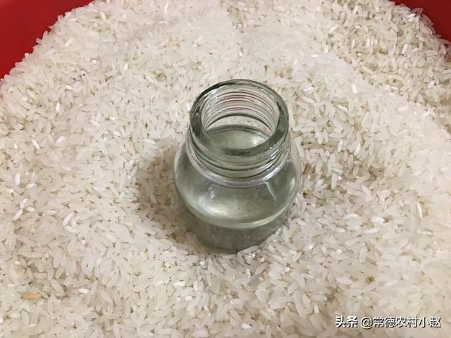 中国石龙子能不能吃:目前石龙子的价格是多少？石龙子要如何饲养？ 中国石龙子有毒吗