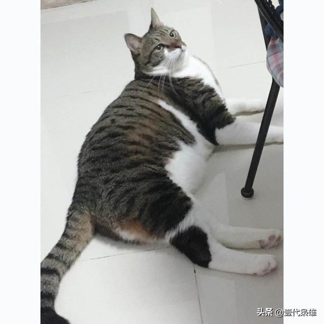 猫为什么喜欢吃鱼答案:猫为什么喜欢吃老鼠和鱼？