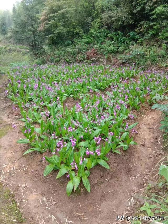 白芨种苗(白芨种苗价格多少一株)