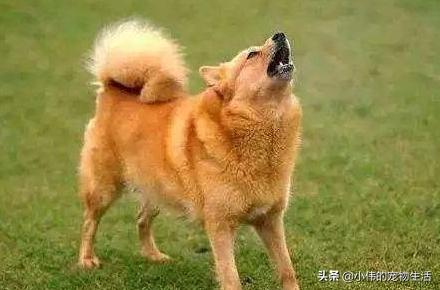 蜱虫狗:蜱虫能让狗生病吗？会怎样？