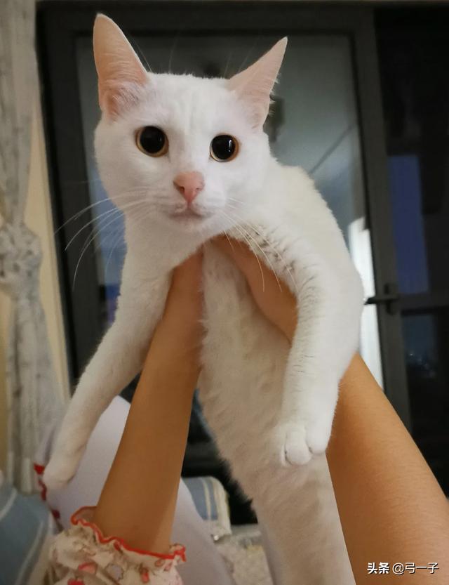 家里的小猫得了猫藓,医生照了一下说很严重开了八百多块钱药,请问这个花费正常吗,以后还要花多少钱？