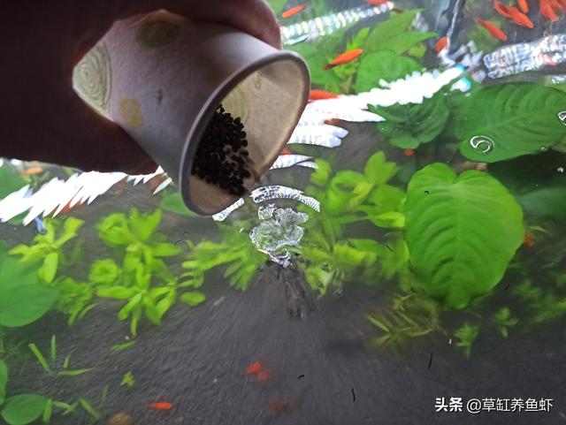 水草泥怎么才能洗干净:如何清理草缸底沙中的便便？