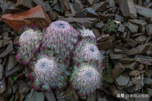 水母血兔子:名叫雪兔子的是一种怎样的植物？有用处吗？