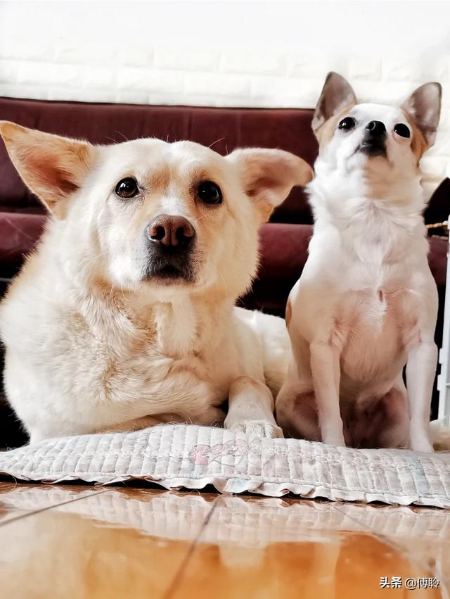 和可蒙犬相似的狗:有哪些品种的狗狗是外表和性格是不一致的呢？