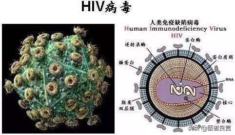 艾滋病毒来自何方，巨噬细胞为什么打不过艾滋病毒？