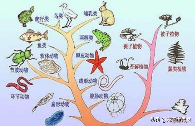 头条问答 如果恐龙没有灭绝 那恐龙会进化成什么样 来看世界呀的回答 0赞