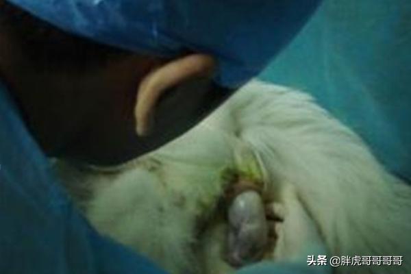 巴哥狗狗分娩视频:宠物狗生狗宝宝时主人应该做些什么？
