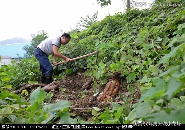 新藤惠美:地里长了许多葛根藤，怎么清除？