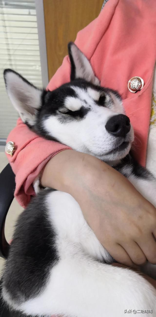 哈士奇:为什么哈士奇叫二哈？哈士奇真的那么傻吗？