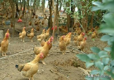 土杂鸡球虫的防止:防止鸡球虫的最佳方法 农村的鸡生病用什么土方法治？有哪几种？