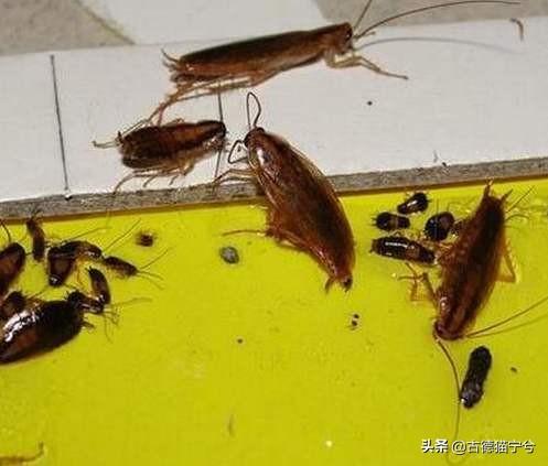 家里好多蟑螂,养什么动物可以控制蟑螂?