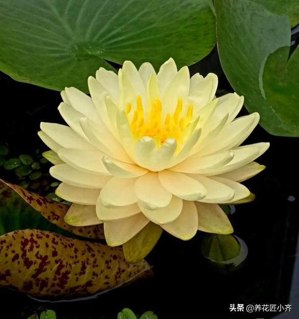 大家喜欢睡莲么,知道怎么养么？
