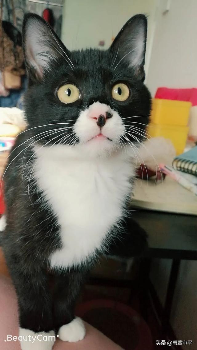 伯纳天纯和发育宝猫粮哪个好:有哪些好的合适的猫粮品牌，安全和性价比都比较优秀的？
