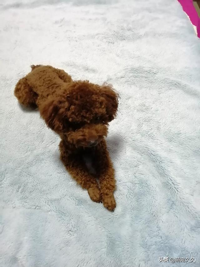 名狗图片凶猛:男孩子喜欢养什么品种的狗狗？