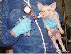 猪伪狂犬病的症状:仔猪6日后腿肿是伪狂犬吗？