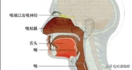 高音怎么练,如何让自己唱高音不费劲？